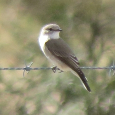 Microeca fascinans (Jacky Winter) at Bumbaldry, NSW - 24 Apr 2022 by Christine