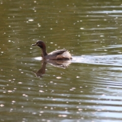 Tachybaptus novaehollandiae (Australasian Grebe) at Wodonga, VIC - 25 Apr 2022 by KylieWaldon