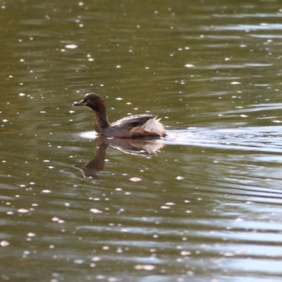 Tachybaptus novaehollandiae (Australasian Grebe) at Wodonga - 25 Apr 2022 by KylieWaldon