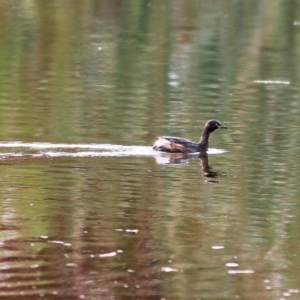 Tachybaptus novaehollandiae at Wodonga, VIC - 25 Apr 2022