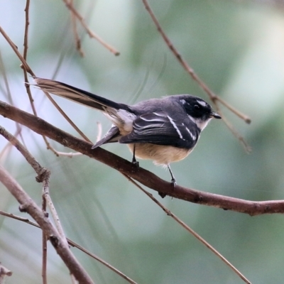 Rhipidura albiscapa (Grey Fantail) at Wodonga, VIC - 25 Apr 2022 by KylieWaldon