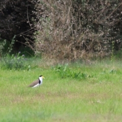 Vanellus miles (Masked Lapwing) at Wodonga - 25 Apr 2022 by KylieWaldon