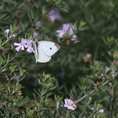 Pieris rapae (Cabbage White) at Belvoir Park - 25 Apr 2022 by KylieWaldon