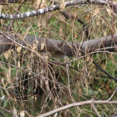 Poodytes gramineus (Little Grassbird) at Belvoir Park - 25 Apr 2022 by KylieWaldon