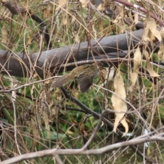 Poodytes gramineus at Wodonga, VIC - 25 Apr 2022 11:03 AM