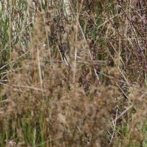 Poodytes gramineus at Wodonga, VIC - 25 Apr 2022