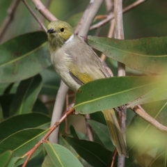 Ptilotula penicillata (White-plumed Honeyeater) at Wodonga, VIC - 25 Apr 2022 by KylieWaldon