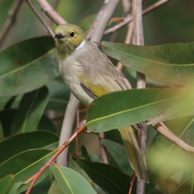 Ptilotula penicillata (White-plumed Honeyeater) at Belvoir Park - 25 Apr 2022 by KylieWaldon