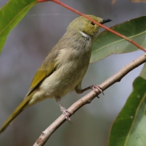 Ptilotula penicillata at Wodonga, VIC - 25 Apr 2022