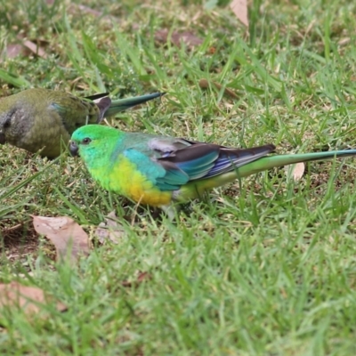 Psephotus haematonotus (Red-rumped Parrot) at Wodonga - 25 Apr 2022 by KylieWaldon