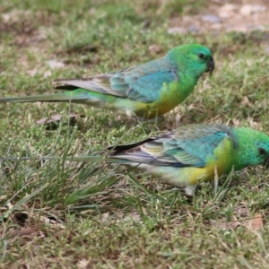 Psephotus haematonotus at Wodonga, VIC - 25 Apr 2022 10:28 AM