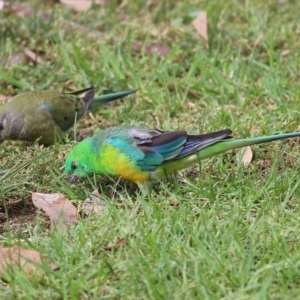 Psephotus haematonotus at Wodonga, VIC - 25 Apr 2022 10:28 AM