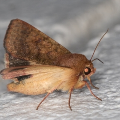 Helicoverpa punctigera (Native Budworm) at Melba, ACT - 18 Mar 2022 by kasiaaus