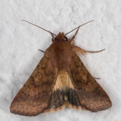 Helicoverpa punctigera at Melba, ACT - 18 Mar 2022