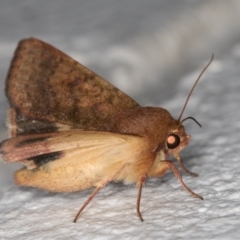 Helicoverpa punctigera at Melba, ACT - 18 Mar 2022