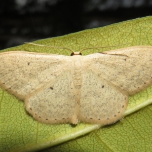 Scopula optivata at Flynn, ACT - 23 Apr 2022 06:26 PM