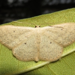 Scopula optivata (Varied Wave) at Flynn, ACT - 23 Apr 2022 by Christine