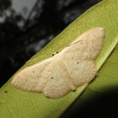 Scopula optivata at Flynn, ACT - 23 Apr 2022 06:26 PM