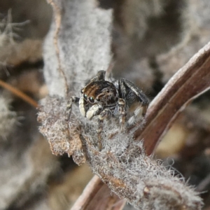 Maratus chrysomelas at Theodore, ACT - 25 Apr 2022