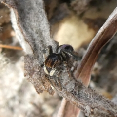 Maratus chrysomelas at Theodore, ACT - 25 Apr 2022