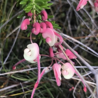 Grevillea lanigera (Woolly Grevillea) at Green Cape, NSW - 22 Apr 2022 by MattFox