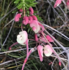 Grevillea lanigera (Woolly grevillea) at Ben Boyd National Park - 22 Apr 2022 by MattFox