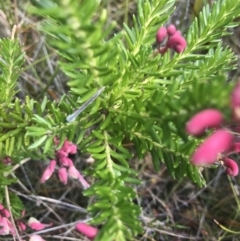 Grevillea lanigera at Green Cape, NSW - 22 Apr 2022 11:21 AM