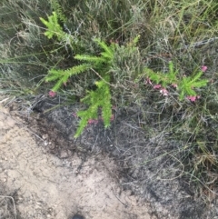 Grevillea lanigera at Green Cape, NSW - 22 Apr 2022 11:21 AM