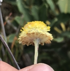 Coronidium scorpioides at Green Cape, NSW - 22 Apr 2022