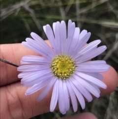 Brachyscome spathulata (Coarse Daisy, Spoon-leaved Daisy) at Green Cape, NSW - 22 Apr 2022 by MattFox