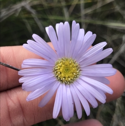 Brachyscome spathulata (Coarse Daisy, Spoon-leaved Daisy) at Ben Boyd National Park - 22 Apr 2022 by MattFox