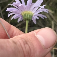 Brachyscome spathulata at Green Cape, NSW - 22 Apr 2022