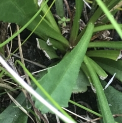 Brachyscome spathulata at Green Cape, NSW - 22 Apr 2022