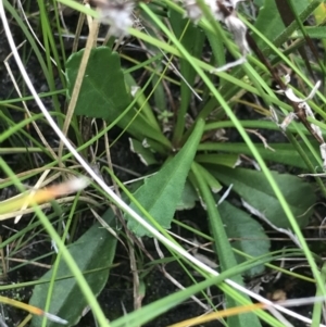 Brachyscome spathulata at Green Cape, NSW - 22 Apr 2022