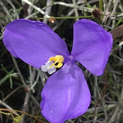 Patersonia sericea var. sericea (Silky Purple-flag) at Green Cape, NSW - 22 Apr 2022 by MattFox