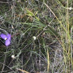 Patersonia sericea var. sericea at Green Cape, NSW - 22 Apr 2022