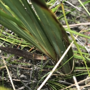 Patersonia sericea var. sericea at Green Cape, NSW - 22 Apr 2022
