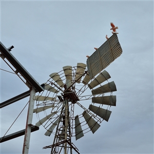 Lophochroa leadbeateri leadbeateri at White Cliffs, NSW - suppressed