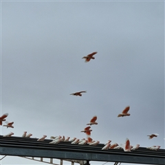 Lophochroa leadbeateri leadbeateri at White Cliffs, NSW - suppressed