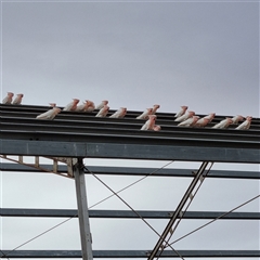 Lophochroa leadbeateri leadbeateri at White Cliffs, NSW - suppressed