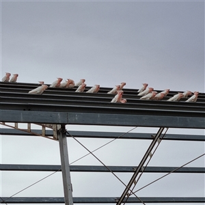 Lophochroa leadbeateri leadbeateri at White Cliffs, NSW - suppressed