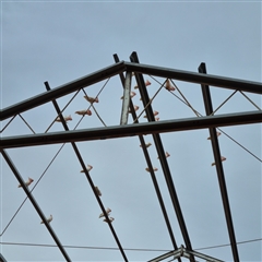 Lophochroa leadbeateri leadbeateri at White Cliffs, NSW - suppressed