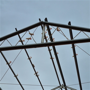 Lophochroa leadbeateri leadbeateri at White Cliffs, NSW - suppressed