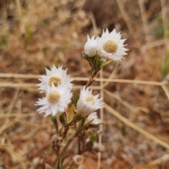 Rhodanthe floribunda (White Sunray) at White Cliffs, NSW - 25 Apr 2022 by AaronClausen