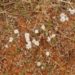 Rhodanthe floribunda at White Cliffs, NSW - 25 Apr 2022 04:26 PM