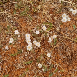 Rhodanthe floribunda at White Cliffs, NSW - 25 Apr 2022 04:26 PM