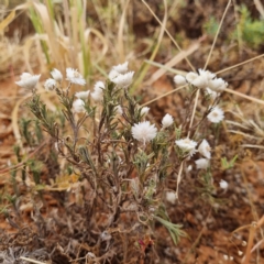 Rhodanthe floribunda at White Cliffs, NSW - 25 Apr 2022