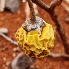 Solanum (genus) (Nightshades, soda apples, devils apples) at White Cliffs, NSW - 25 Apr 2022 by AaronClausen