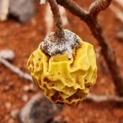 Solanum sp. (TBC) at White Cliffs, NSW - 24 Apr 2022 by AaronClausen