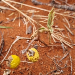 Solanum sp. at White Cliffs, NSW - 25 Apr 2022